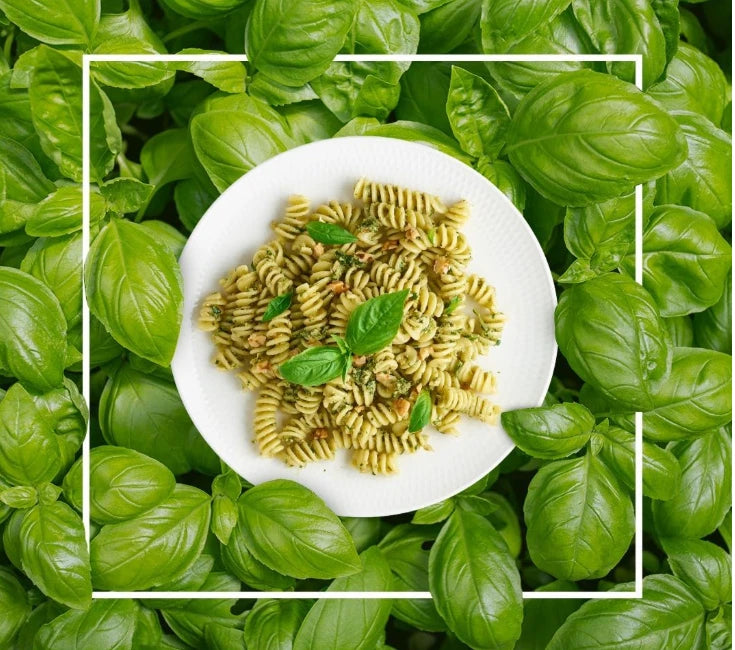 Banetti Burgu Fusilli 500g Pasta Made with 100% Durum Wheat Semolina 5 Pack