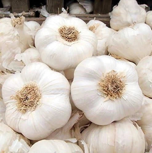 Fresh White Garlic Large Bulbs 1kg Natural Spice for Cooking, Soups, Marinades